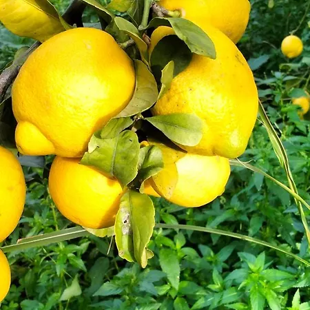 Quirin's Lägenhet *